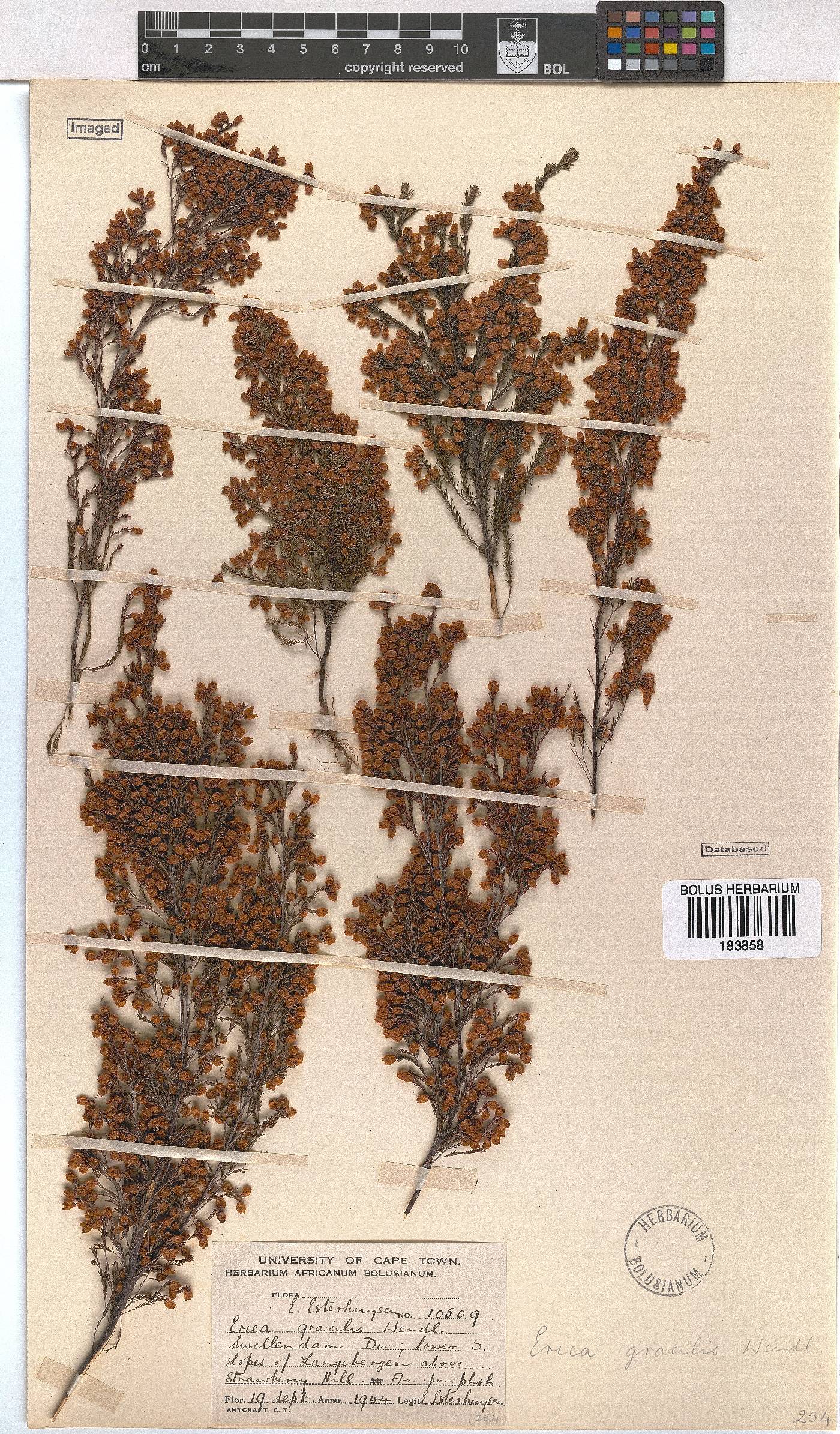 Erica gracilis image