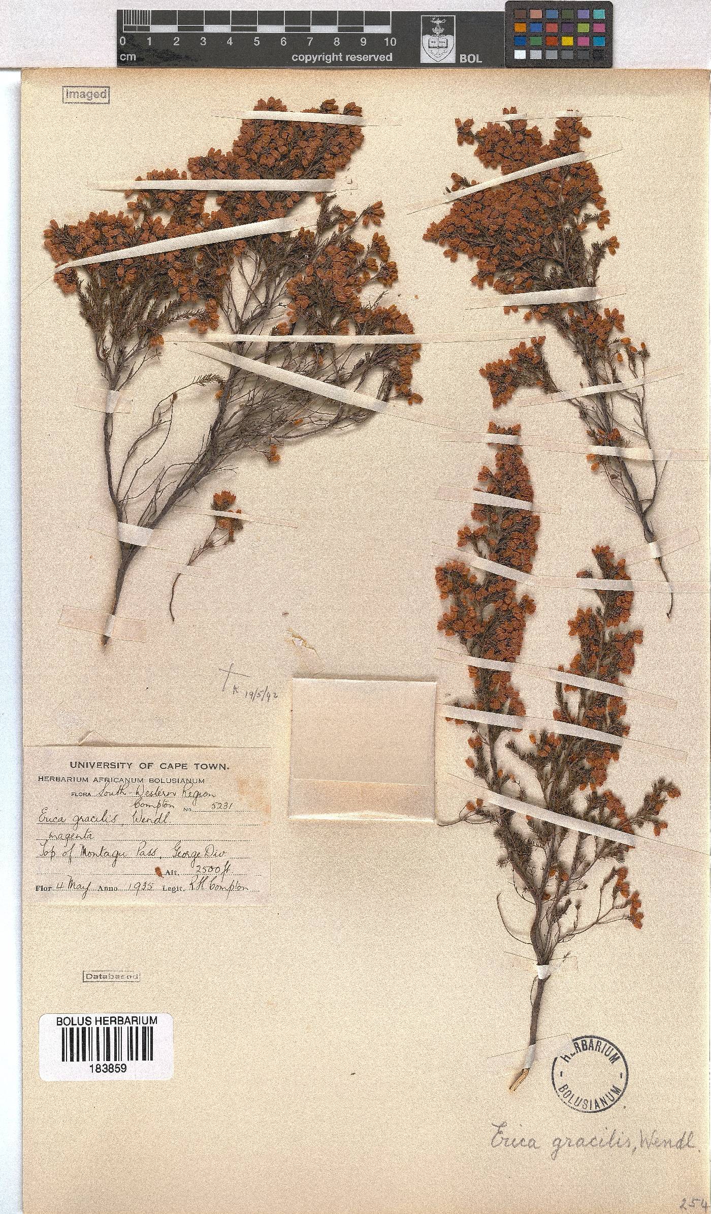 Erica gracilis image