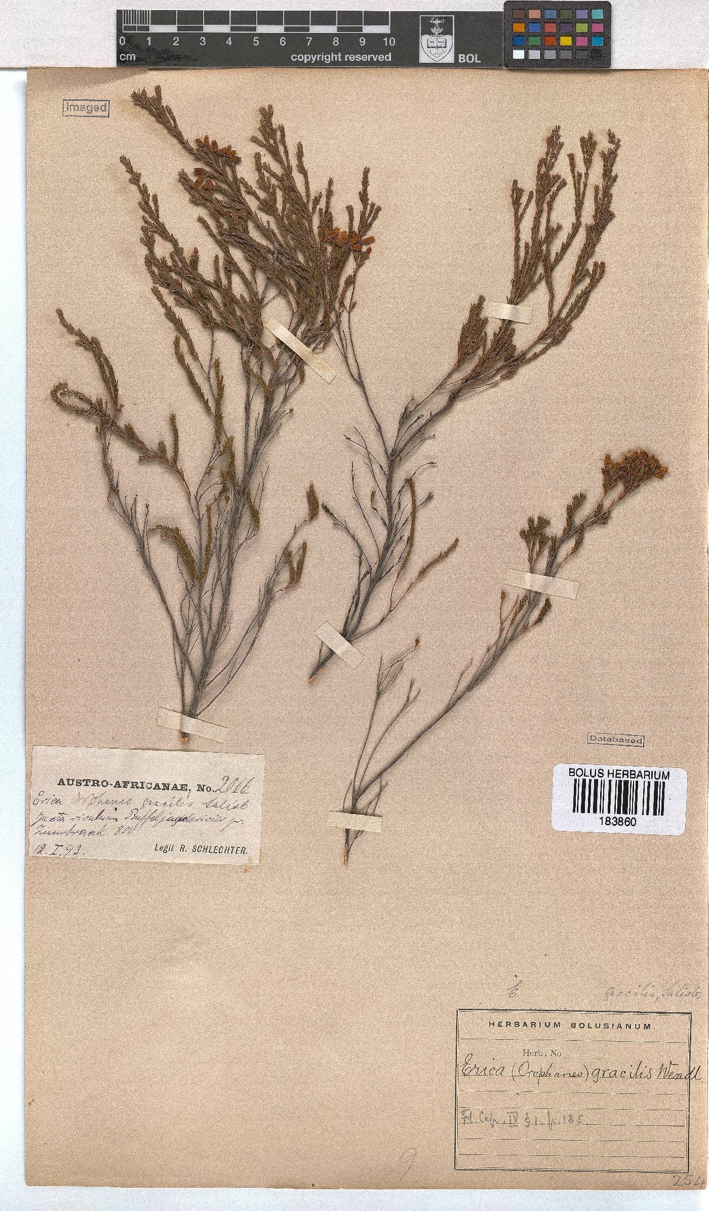 Erica gracilis image