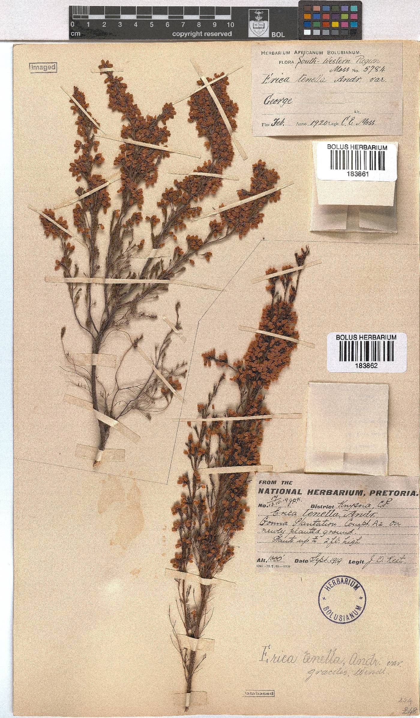 Erica gracilis image