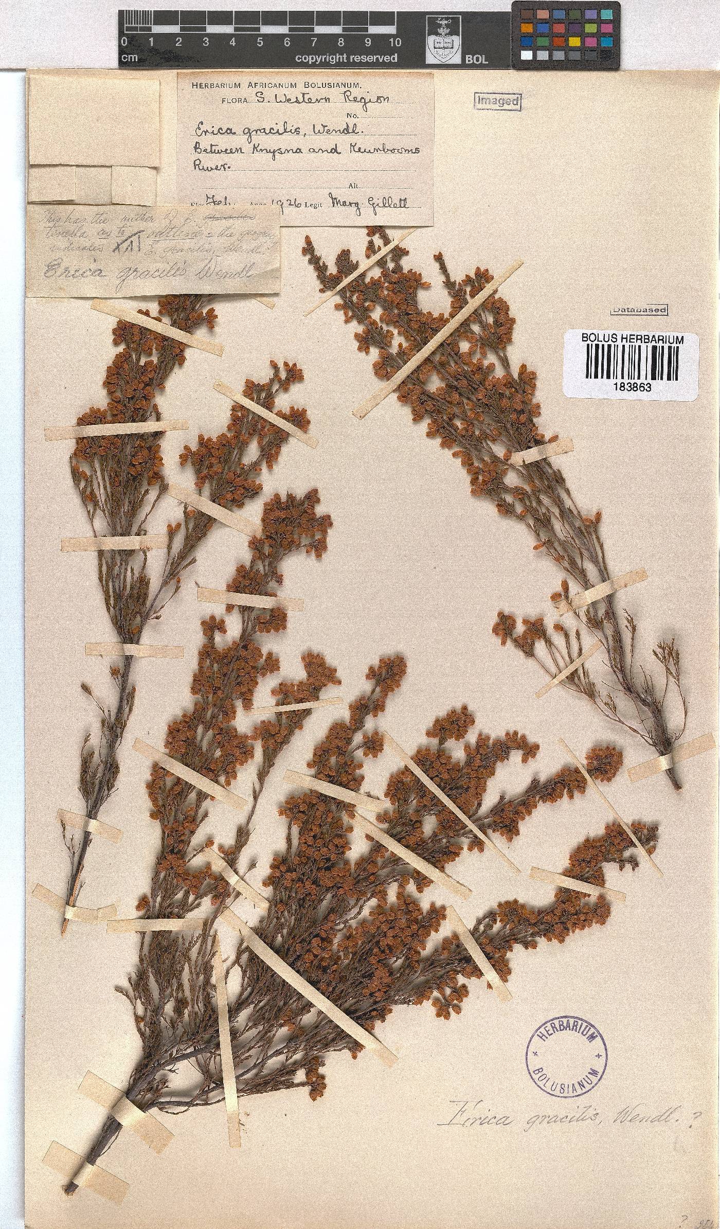 Erica gracilis image