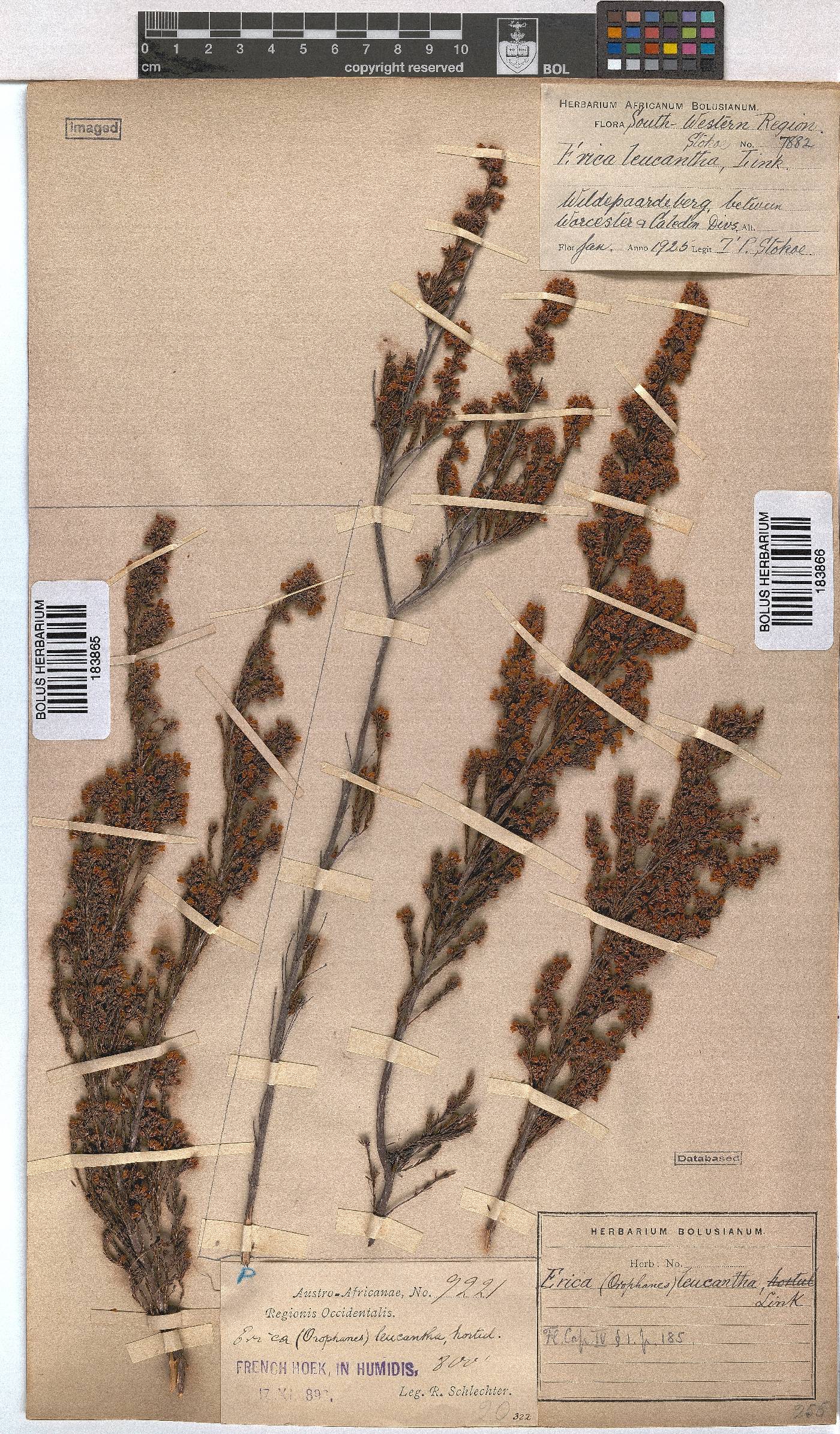 Erica leucantha image