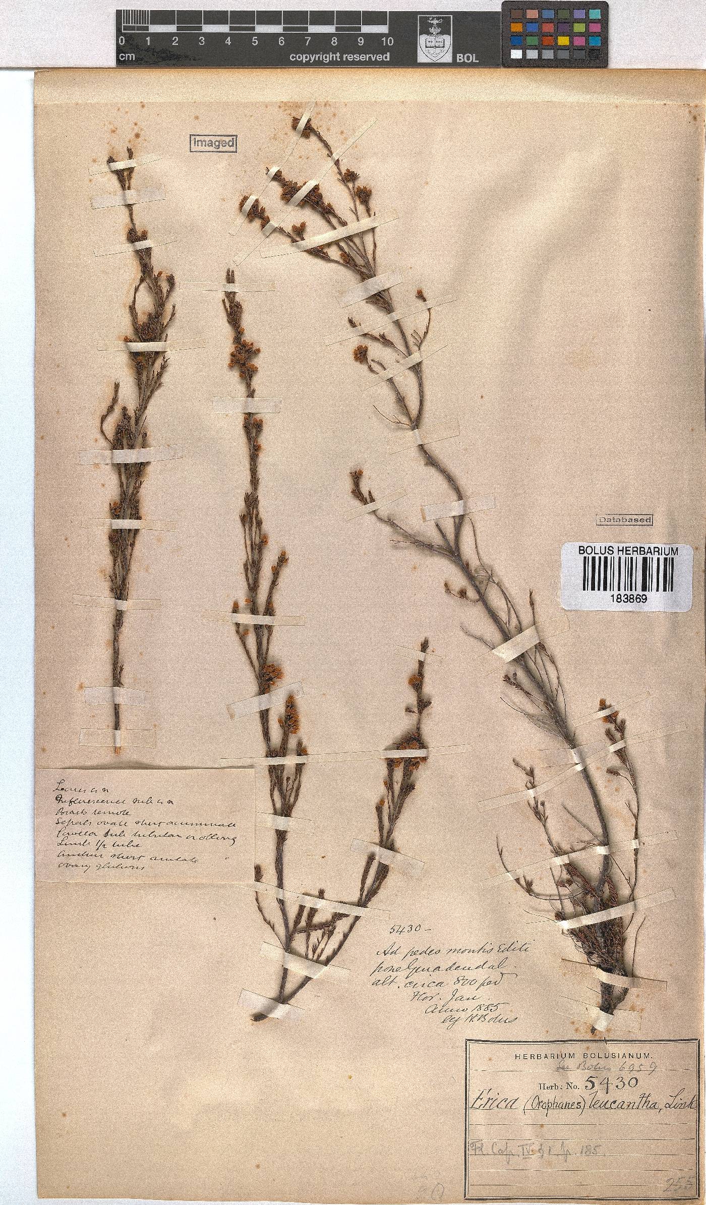 Erica leucantha image