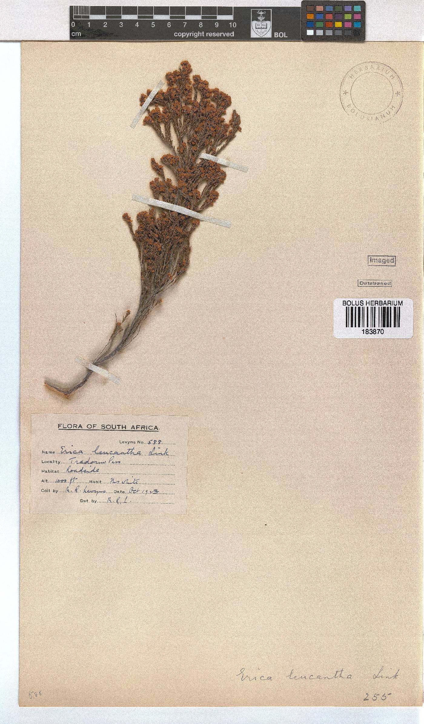 Erica leucantha image