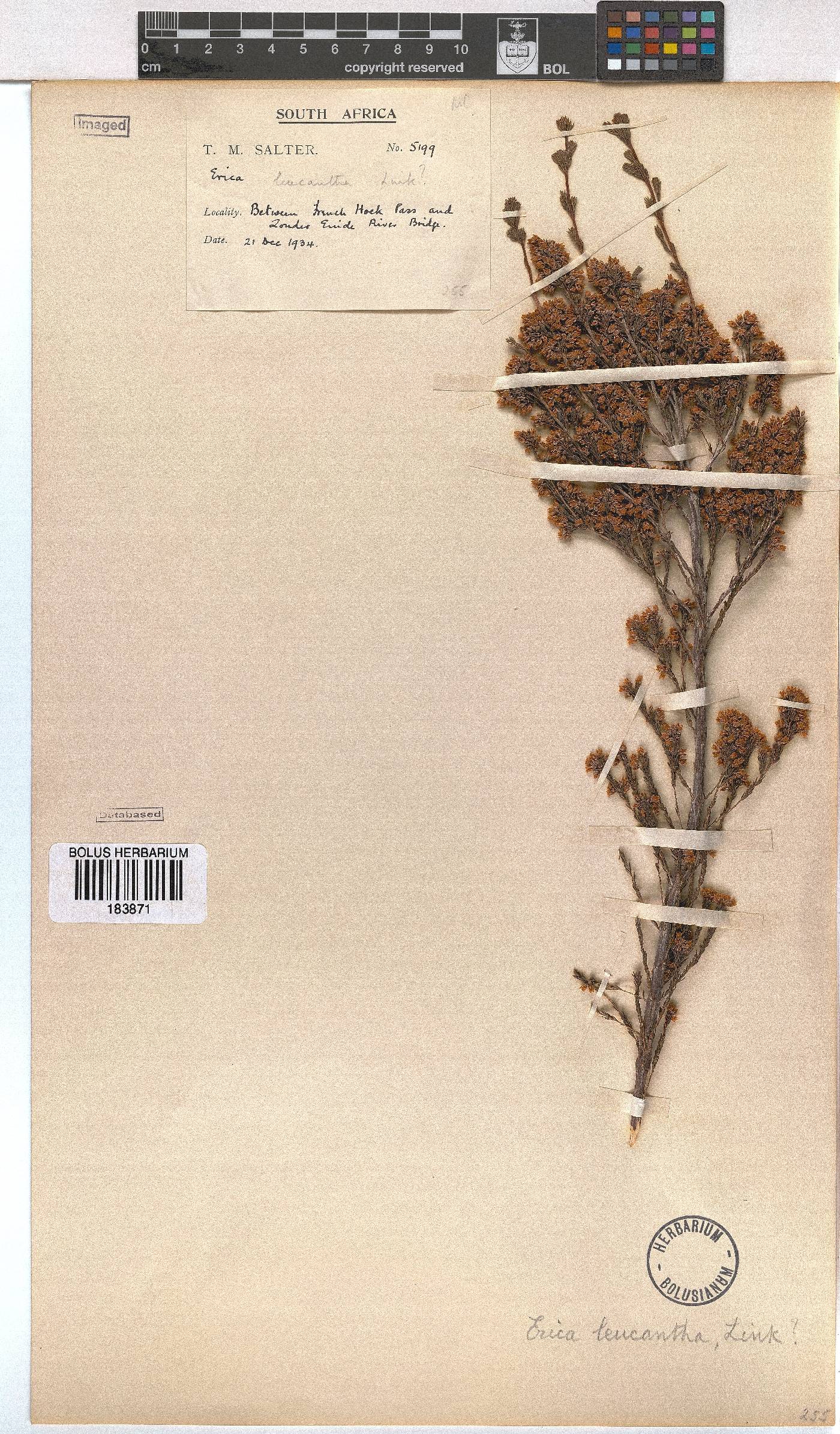 Erica leucantha image