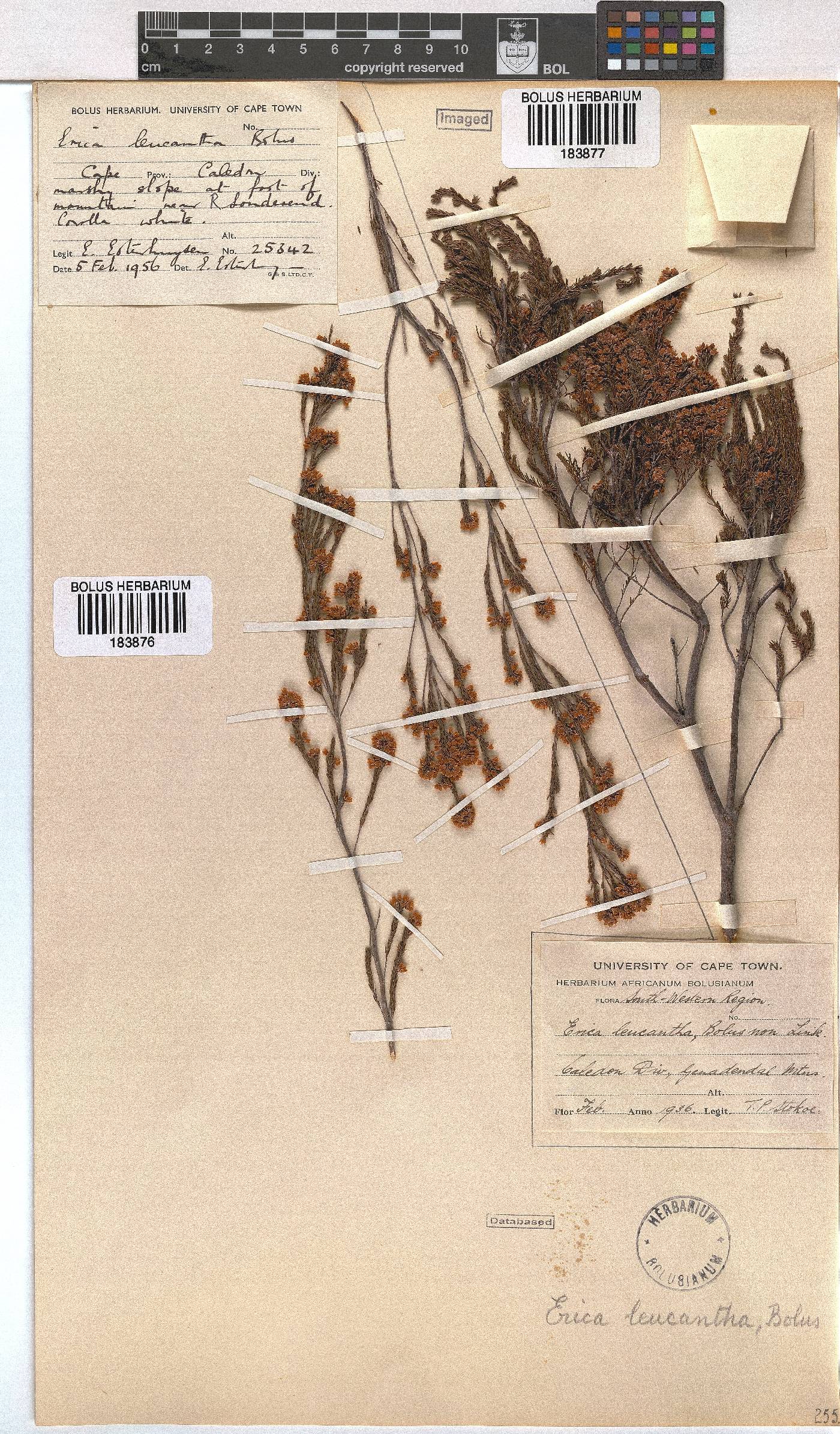 Erica leucantha image