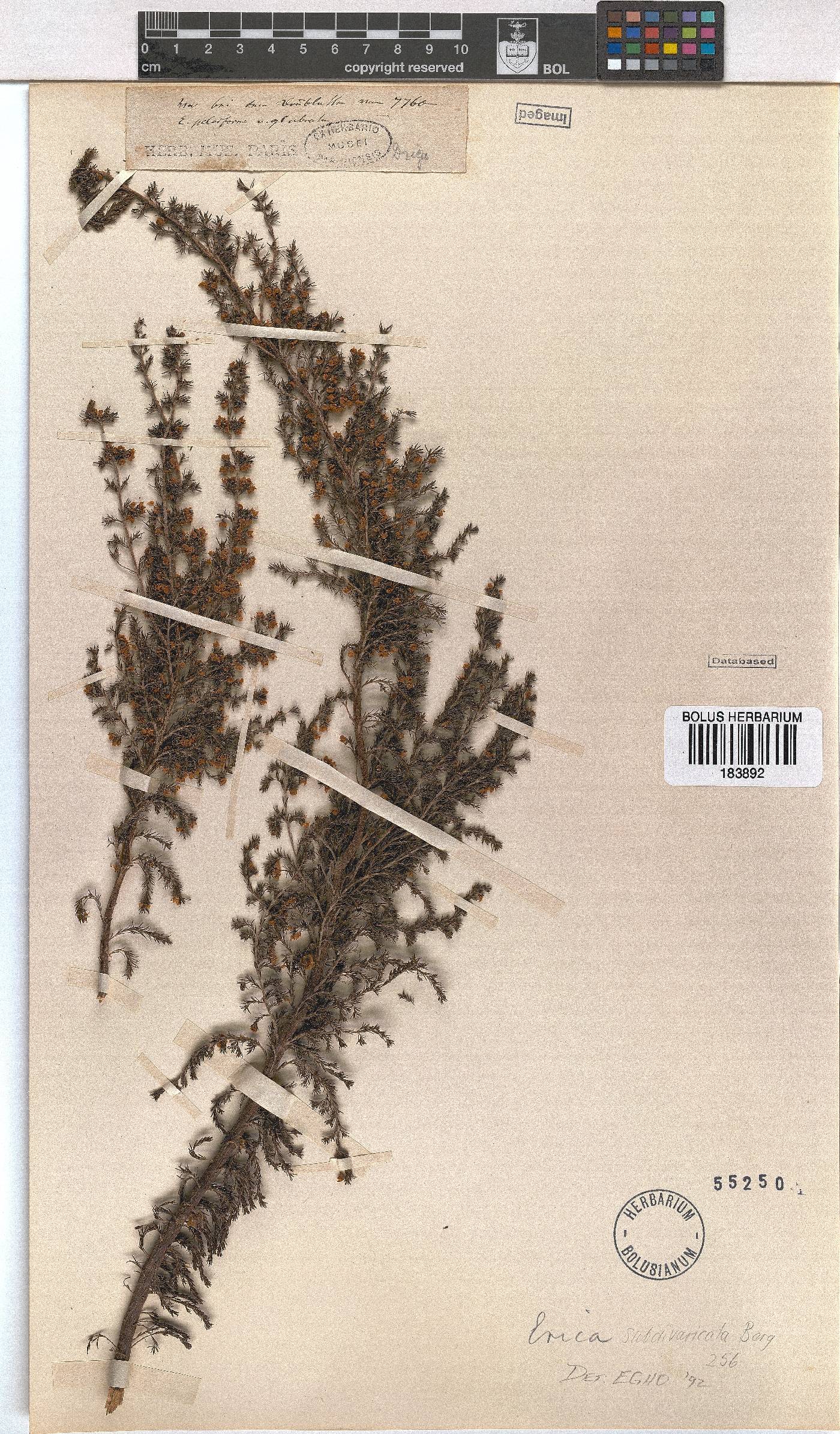 Erica subdivaricata image