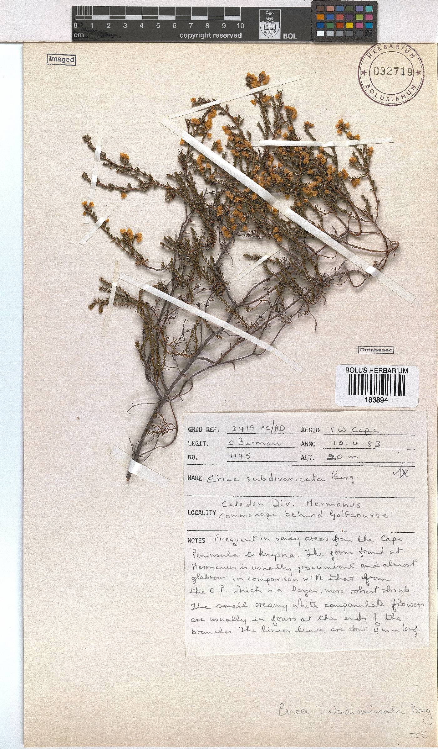 Erica subdivaricata image