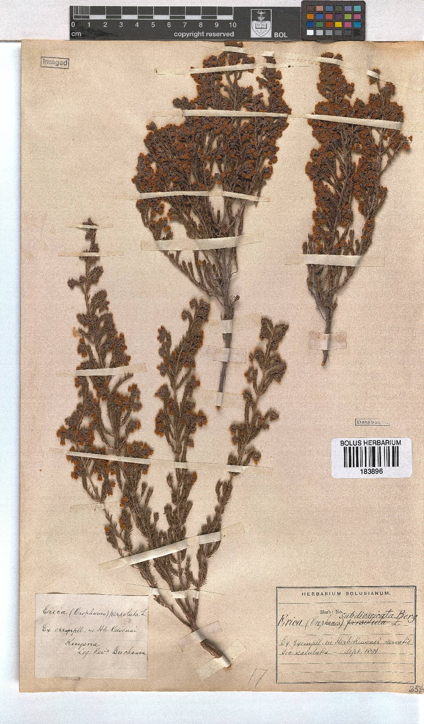 Erica subdivaricata image