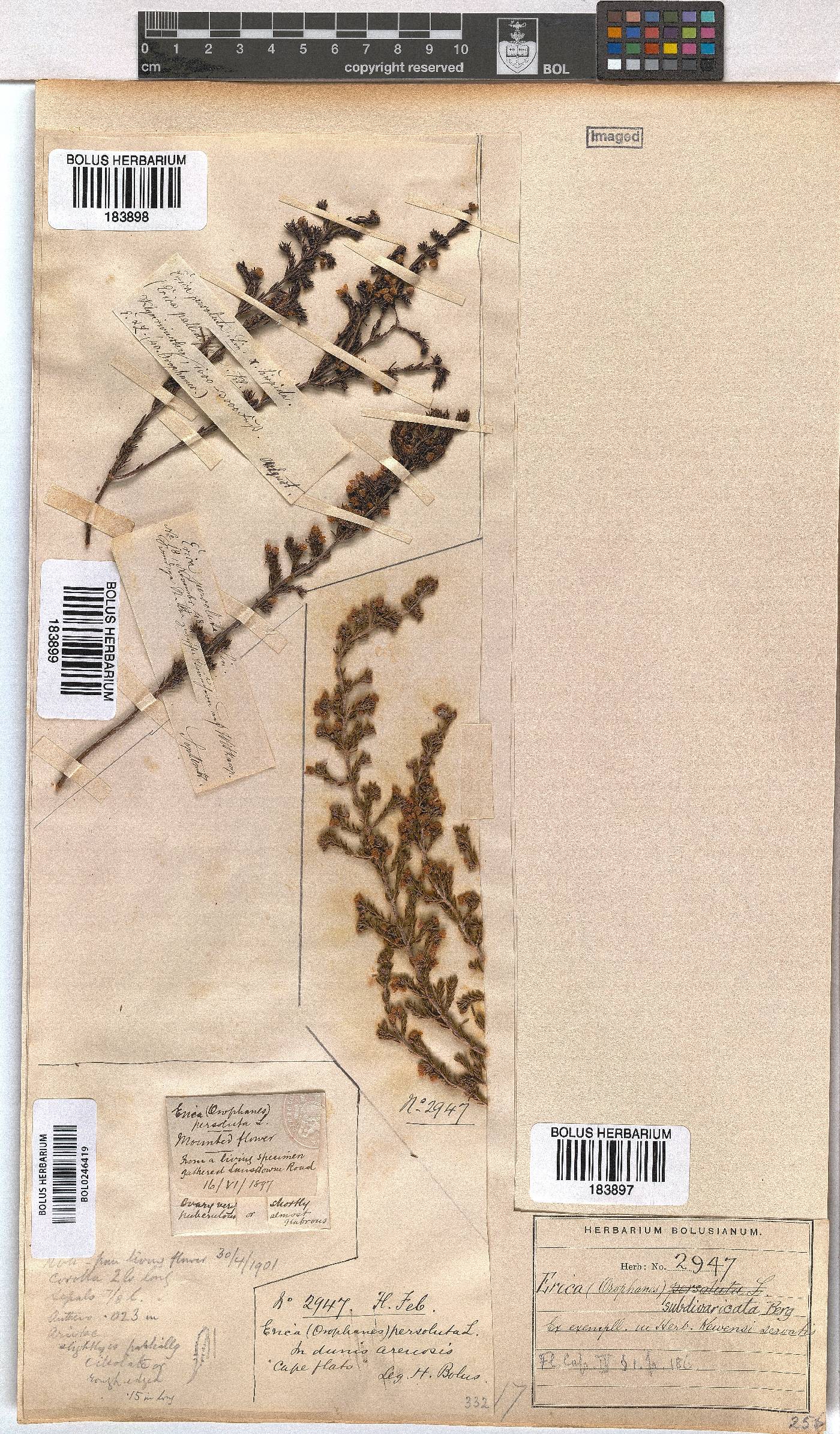 Erica subdivaricata image