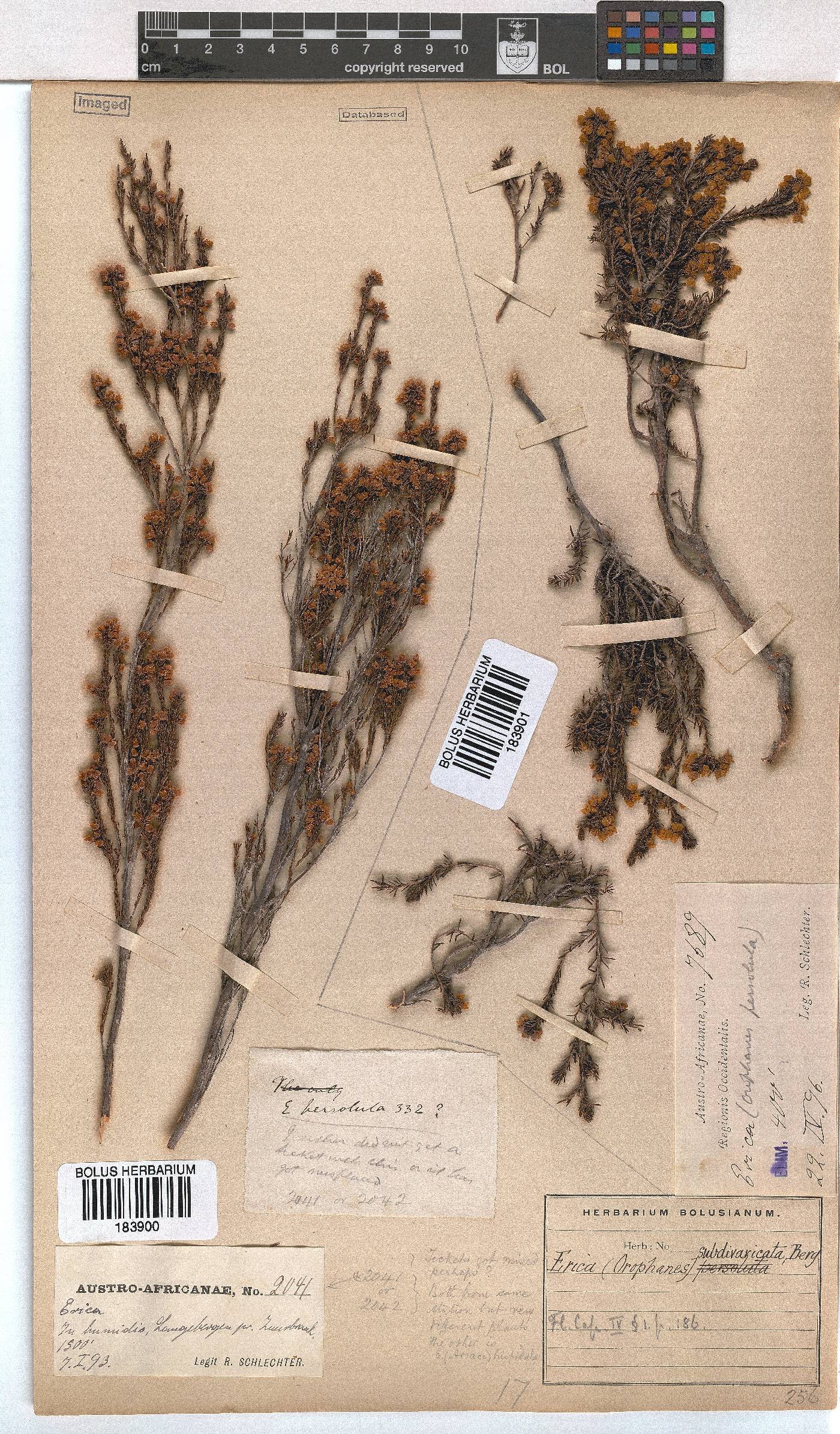 Erica subdivaricata image