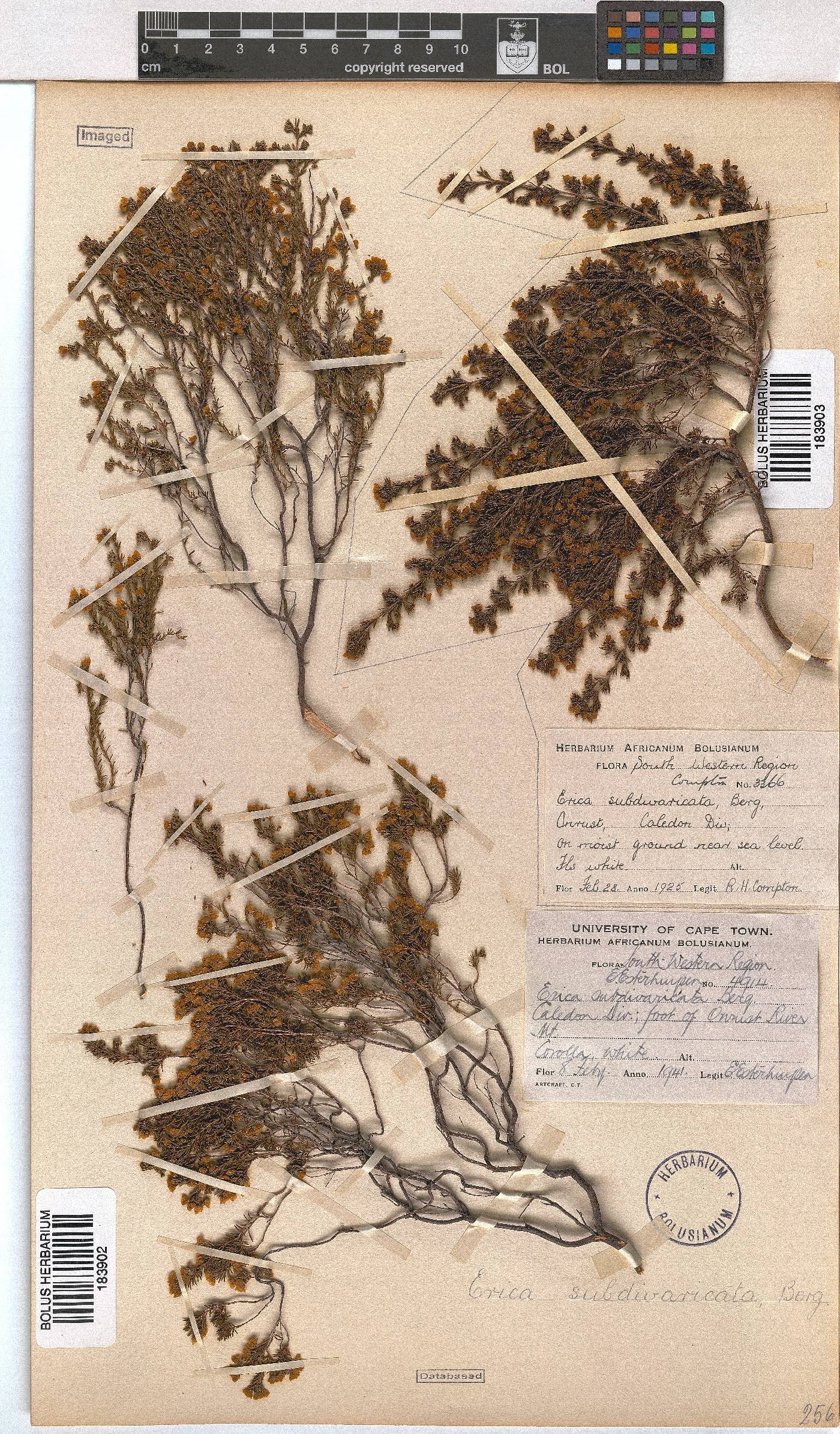 Erica subdivaricata image