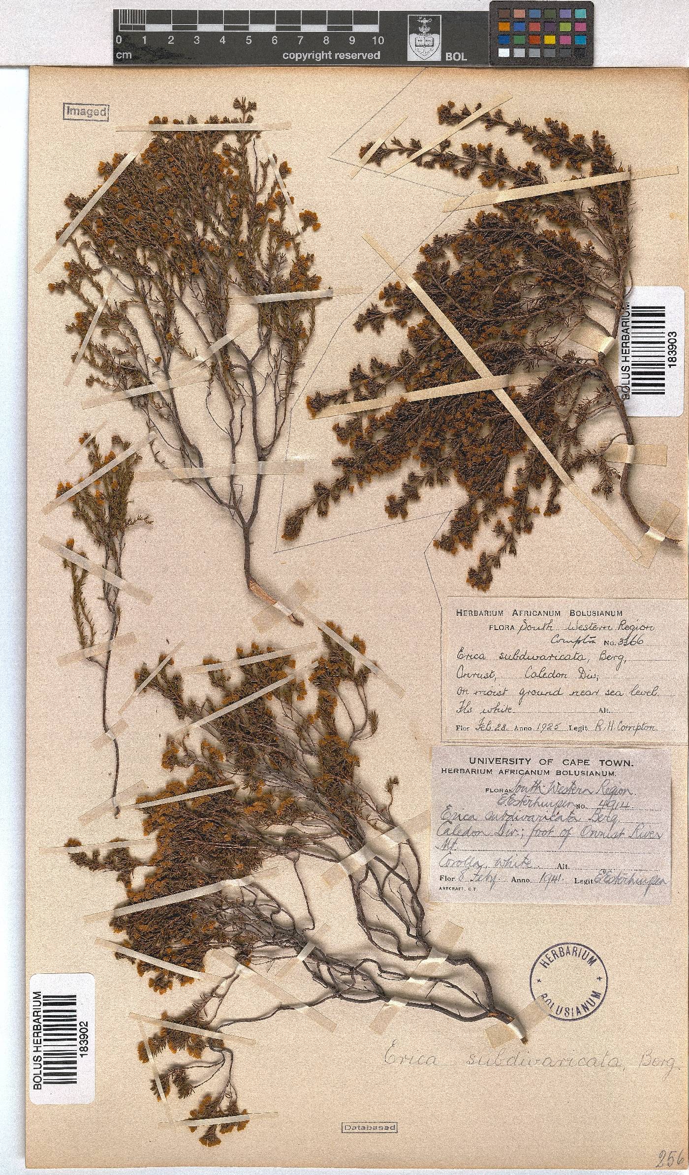 Erica subdivaricata image