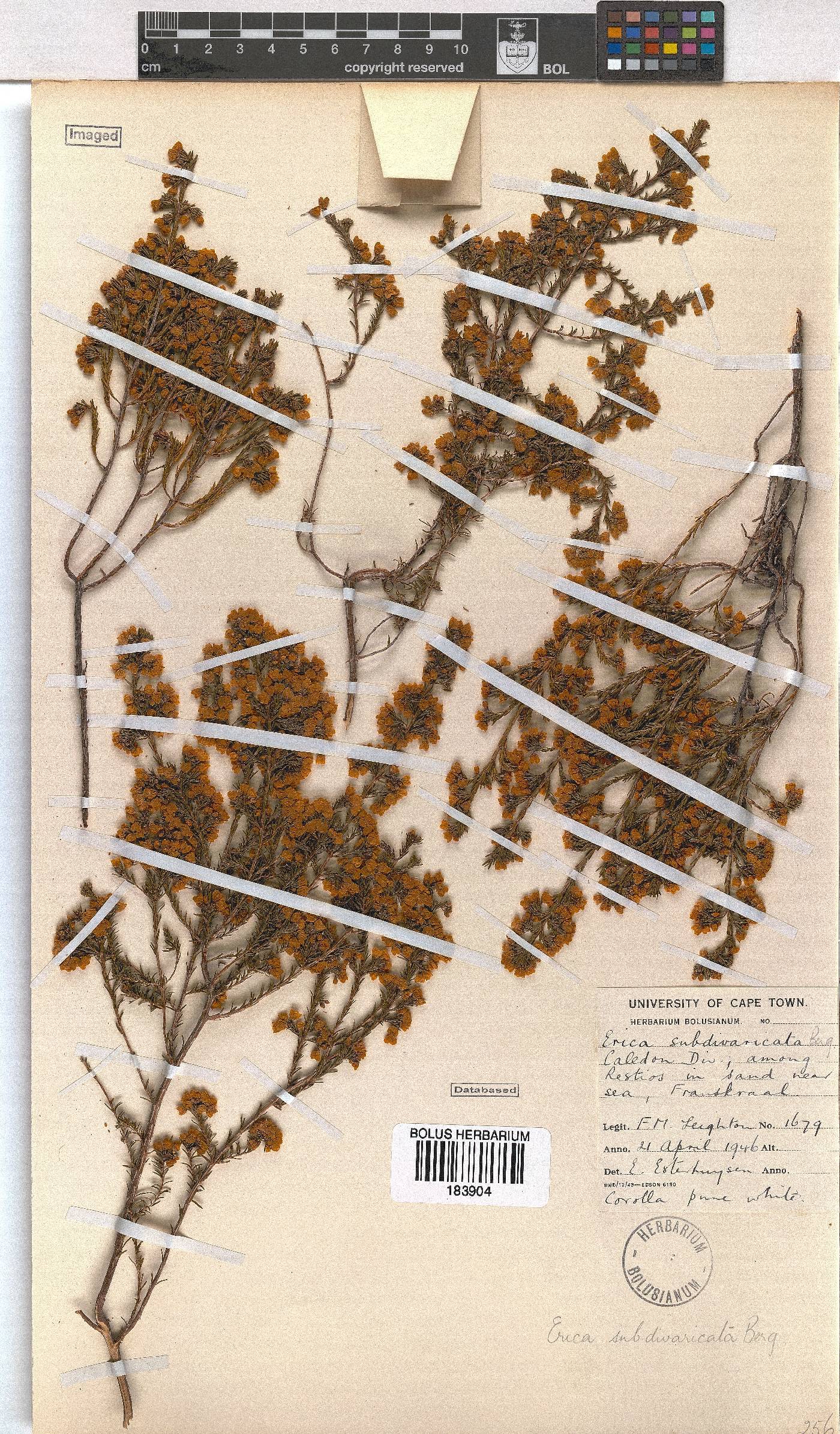 Erica subdivaricata image