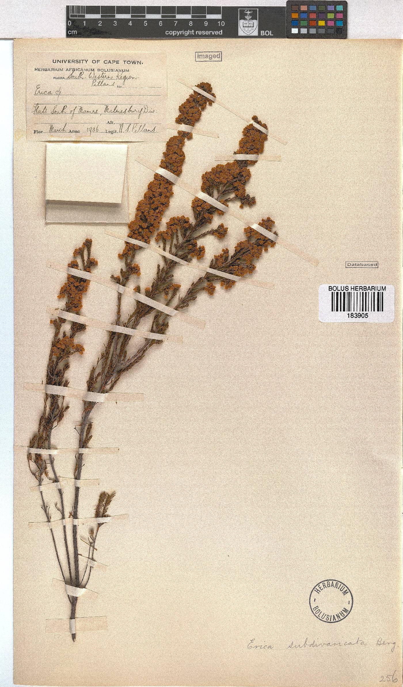 Erica subdivaricata image