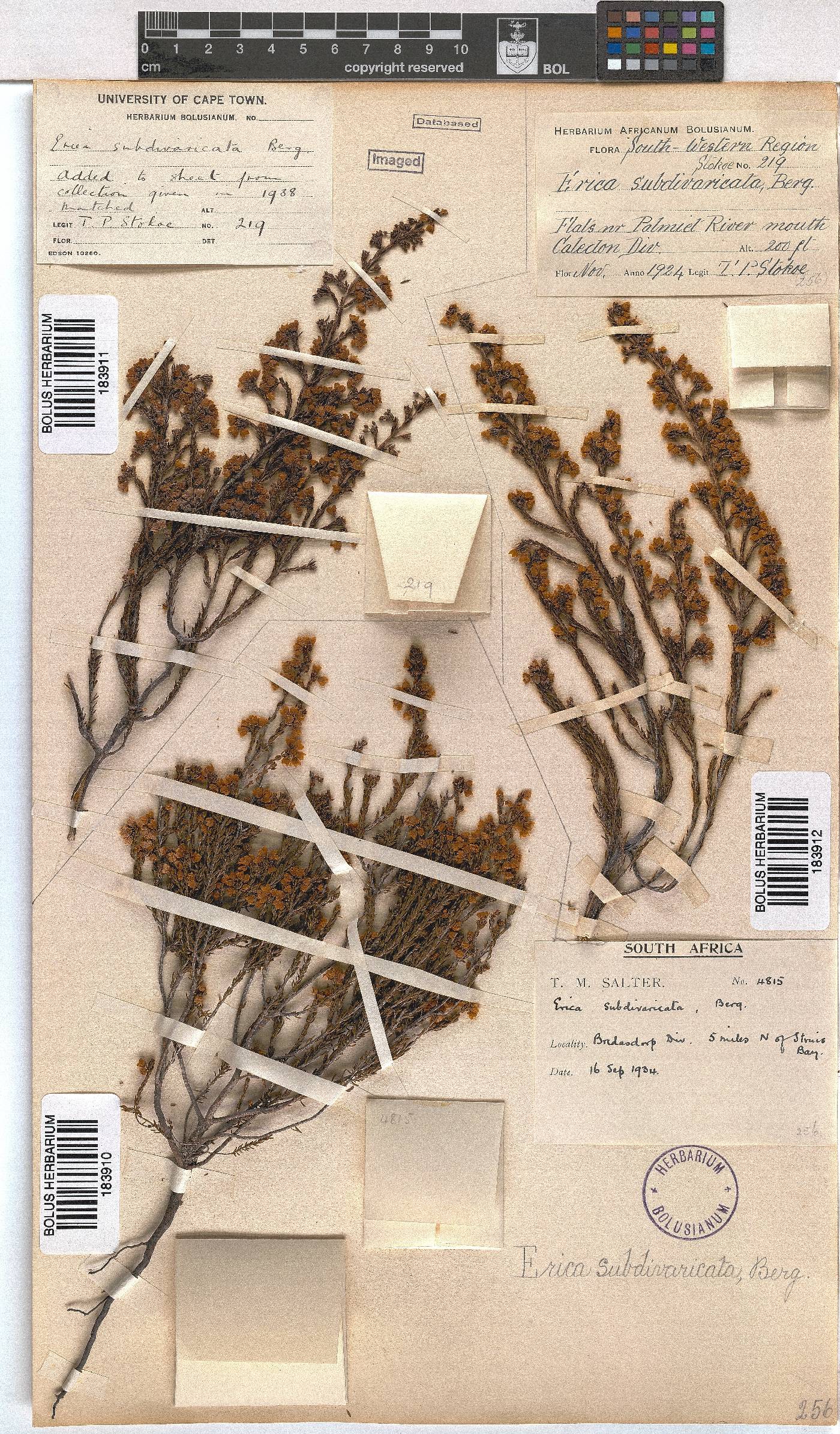 Erica subdivaricata image