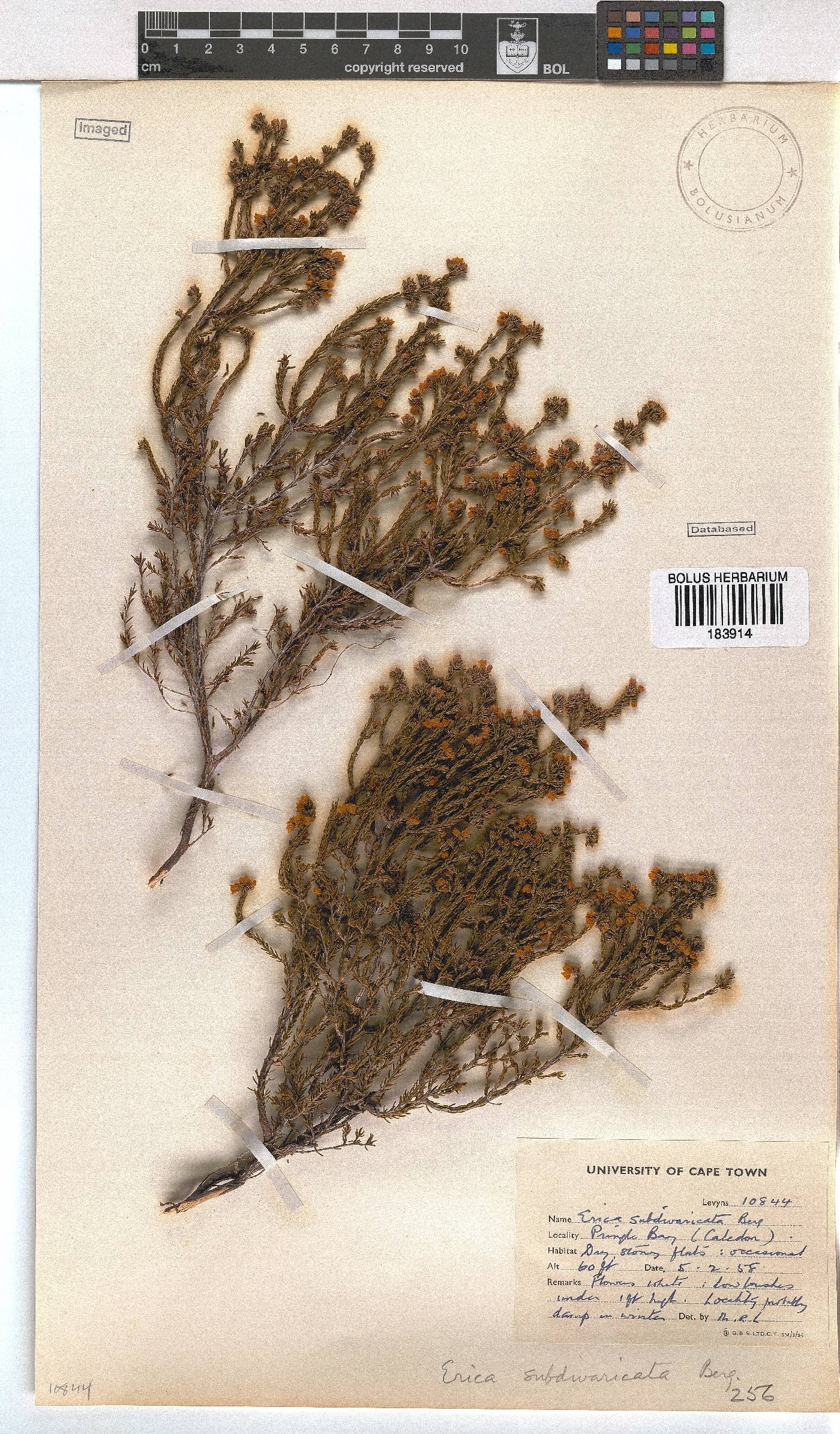 Erica subdivaricata image