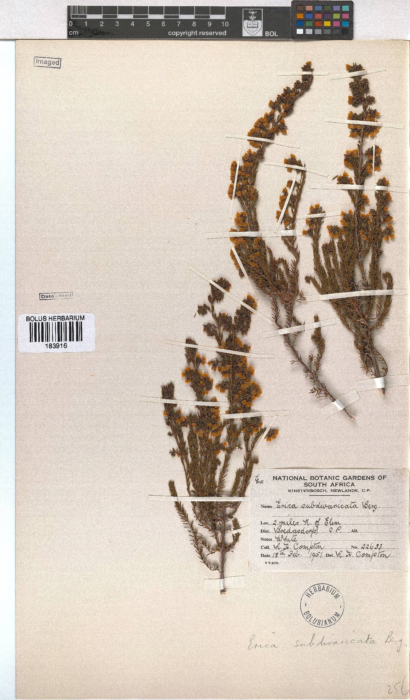 Erica subdivaricata image