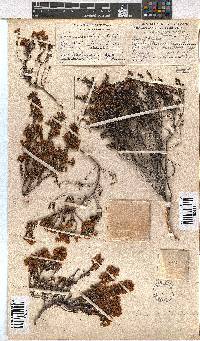 Erica curvirostris image