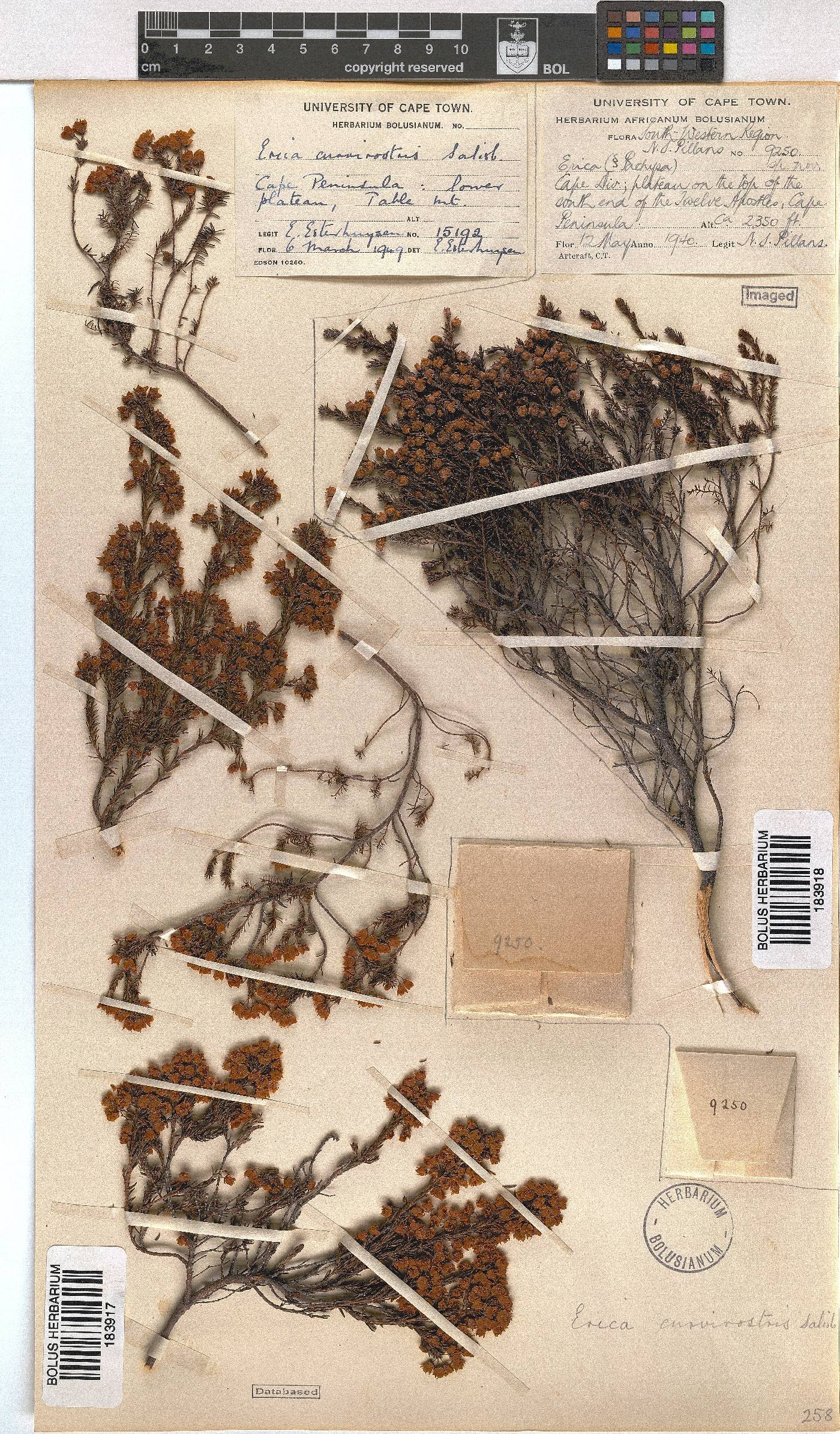 Erica curvirostris image