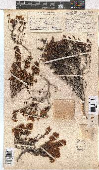 Erica curvirostris image