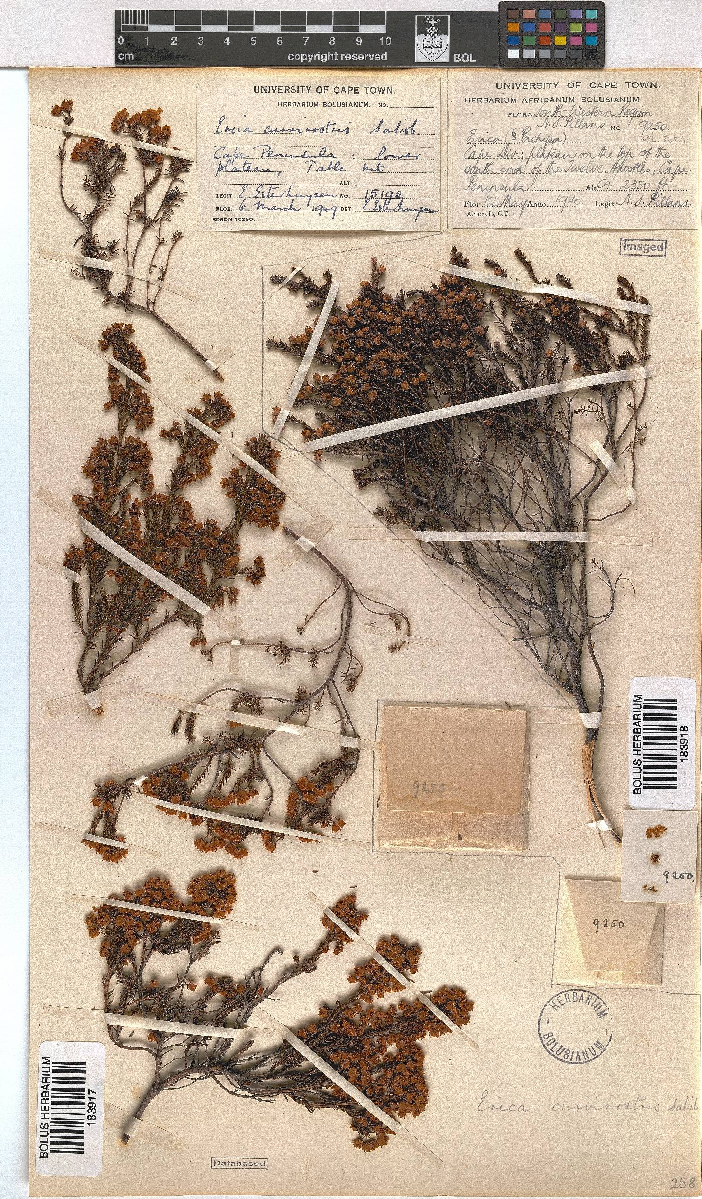 Erica curvirostris var. curvirostris image