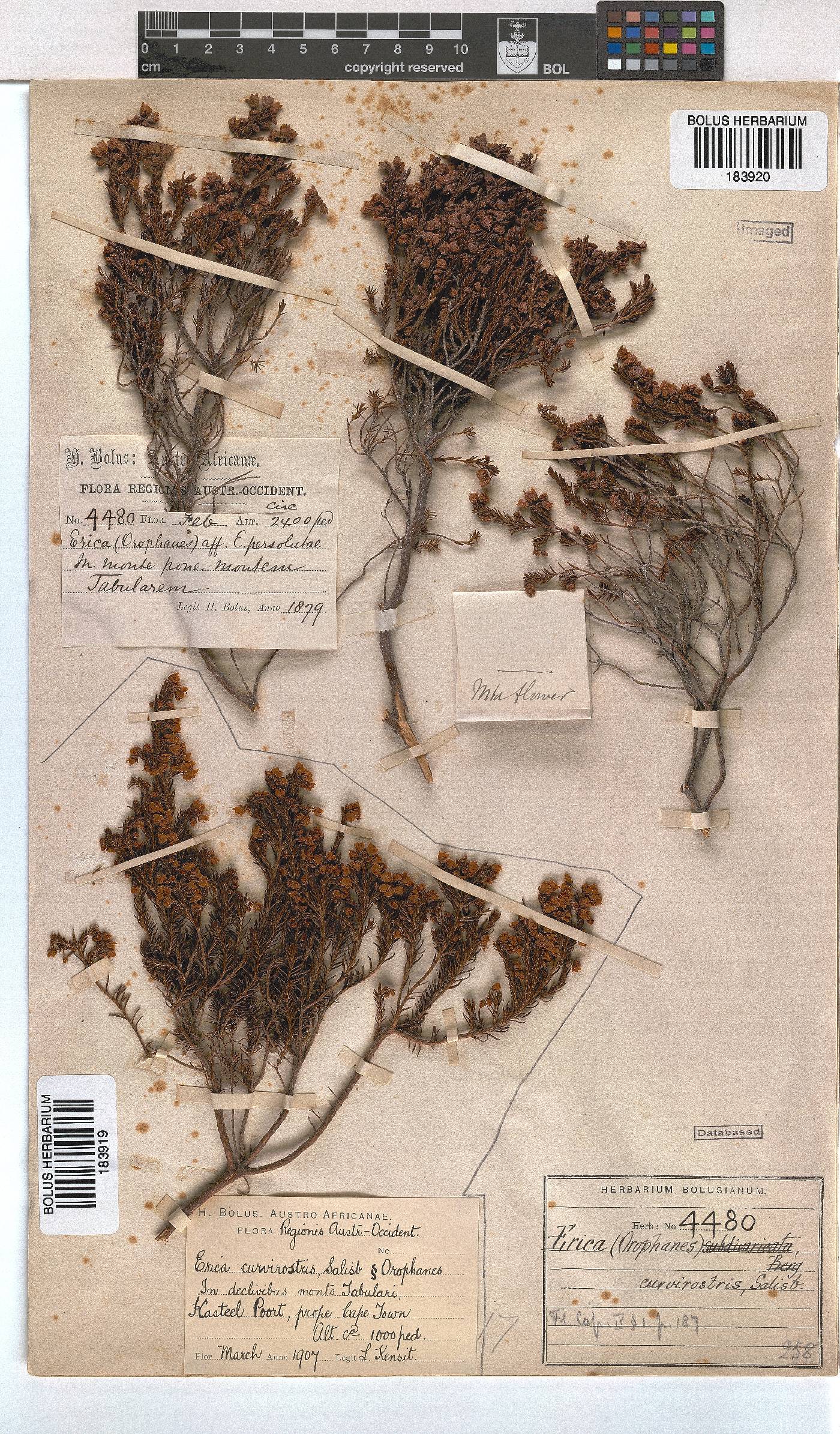 Erica curvirostris image