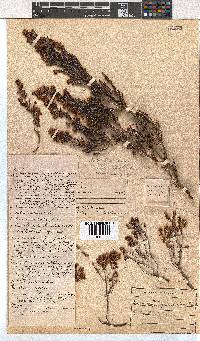 Erica curvirostris image