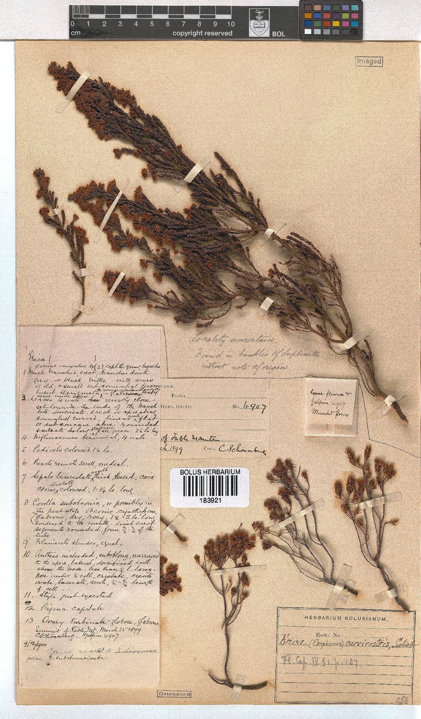 Erica curvirostris image