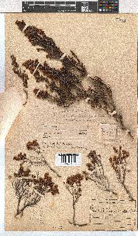 Erica curvirostris image