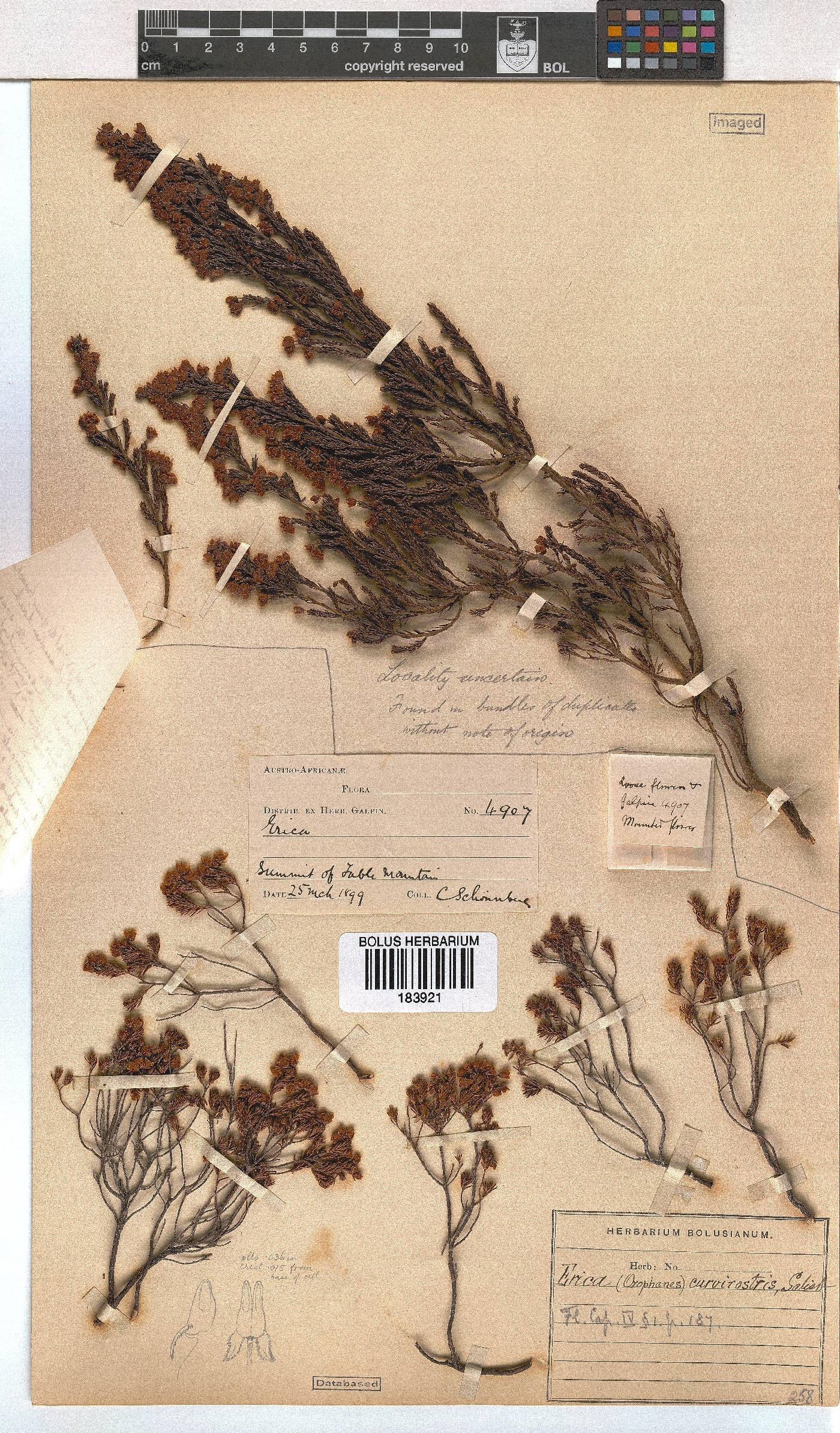 Erica curvirostris var. curvirostris image