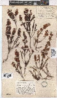 Erica curvirostris image