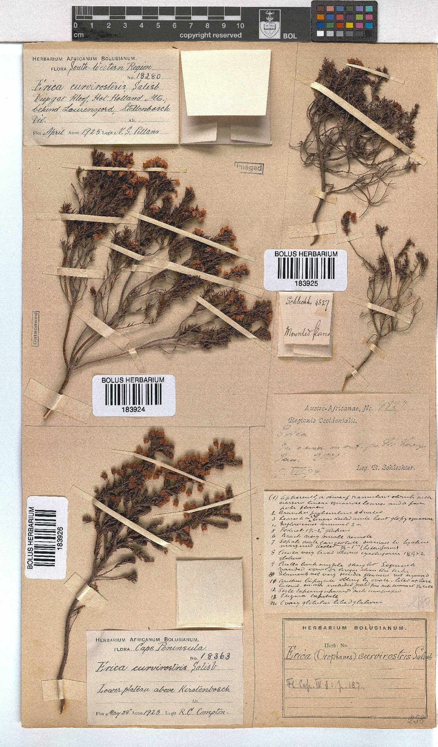 Erica curvirostris var. curvirostris image