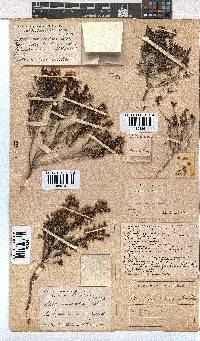 Erica curvirostris image