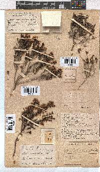 Erica curvirostris image