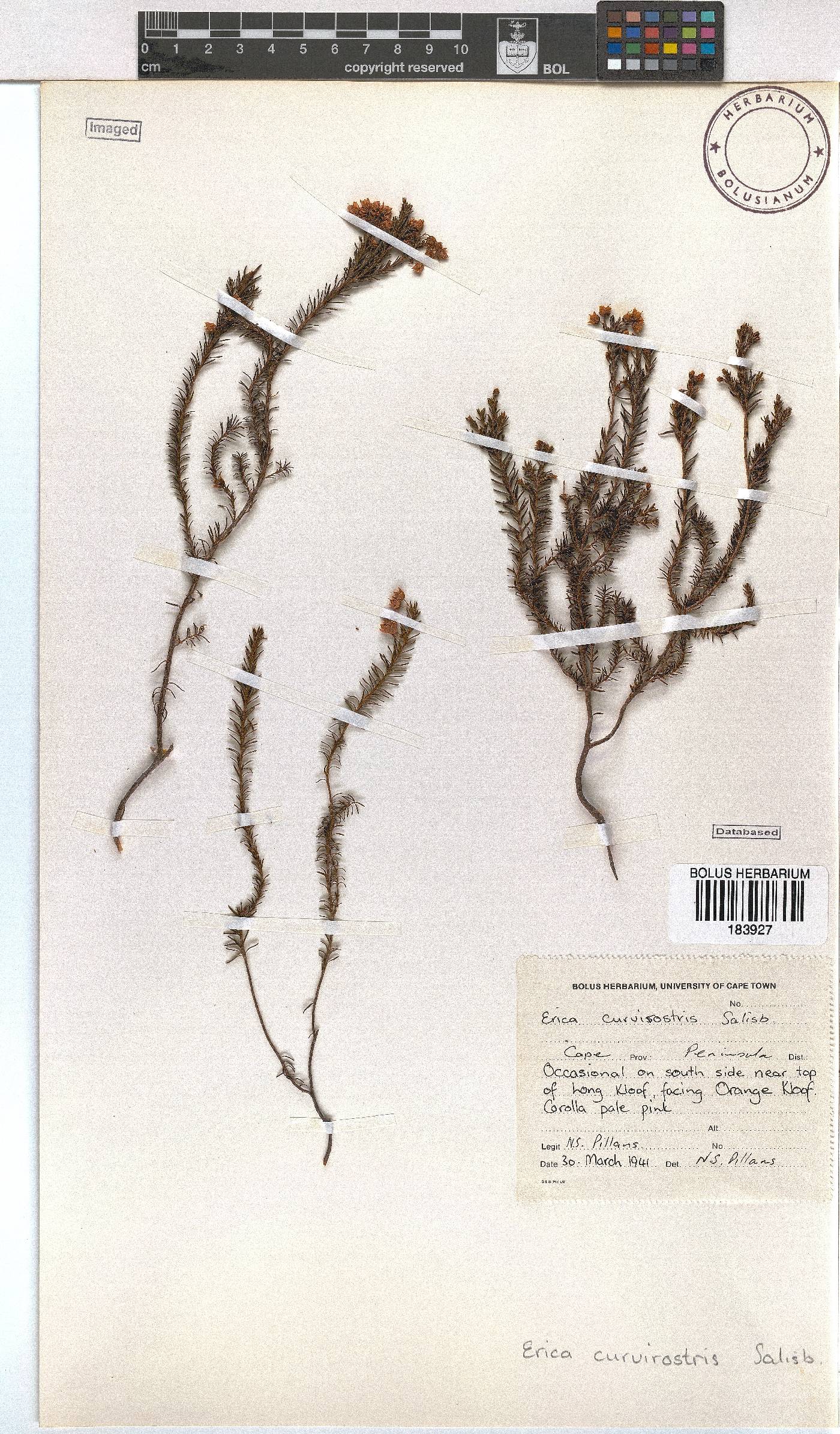 Erica curvirostris var. curvirostris image