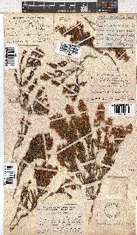 Erica curvirostris image