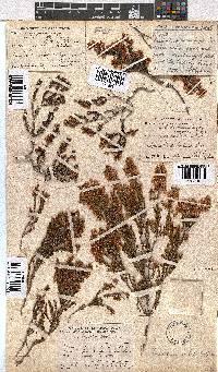 Erica curvirostris image