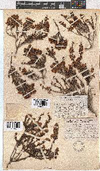 Erica curvirostris image