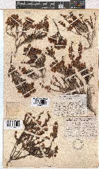 Erica curvirostris image