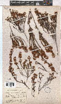 Erica curvirostris image