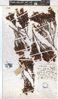 Erica curvirostris image