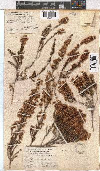 Erica curvirostris image