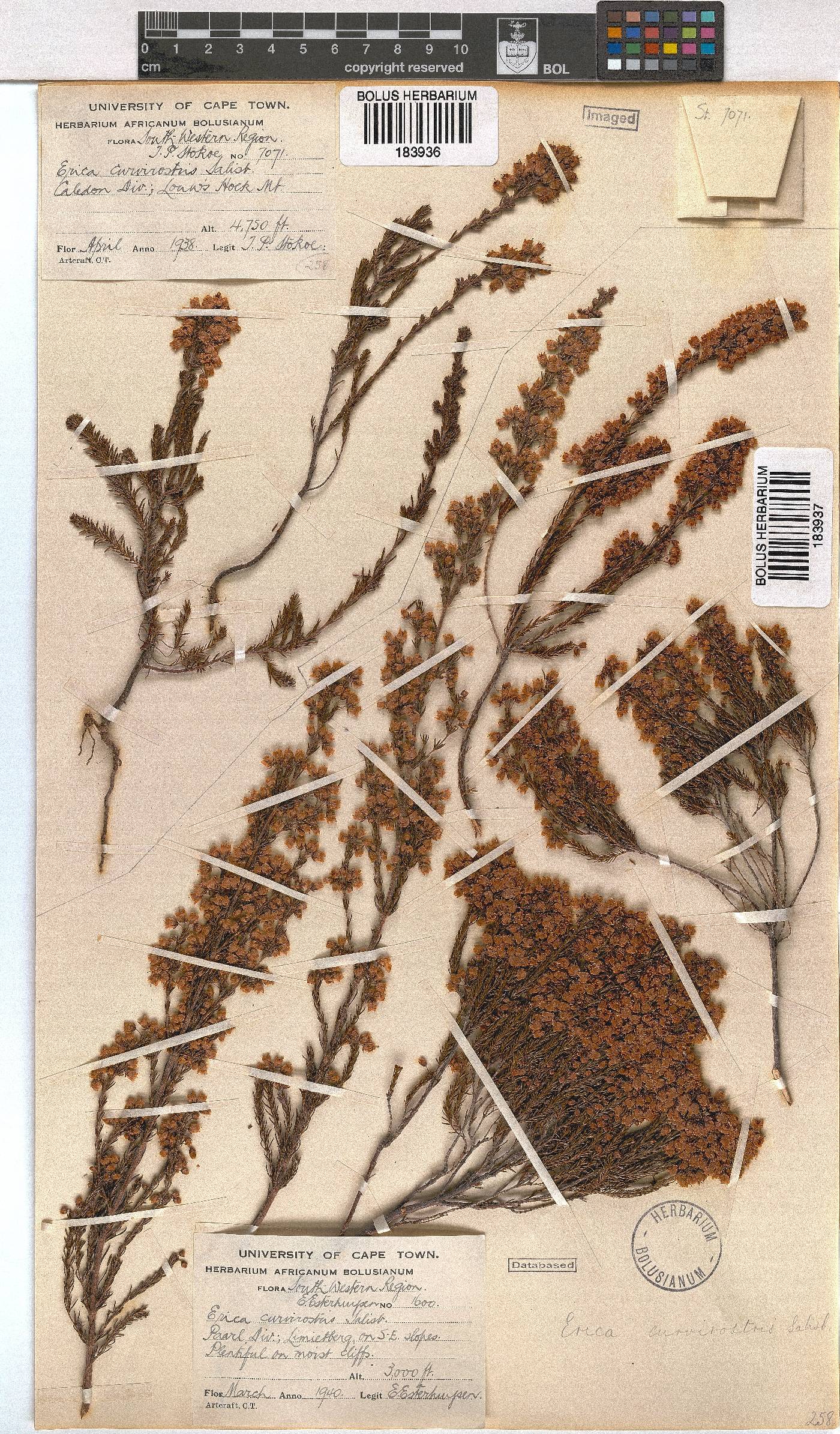 Erica curvirostris image