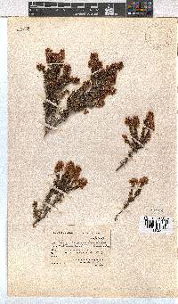 Erica curvirostris image