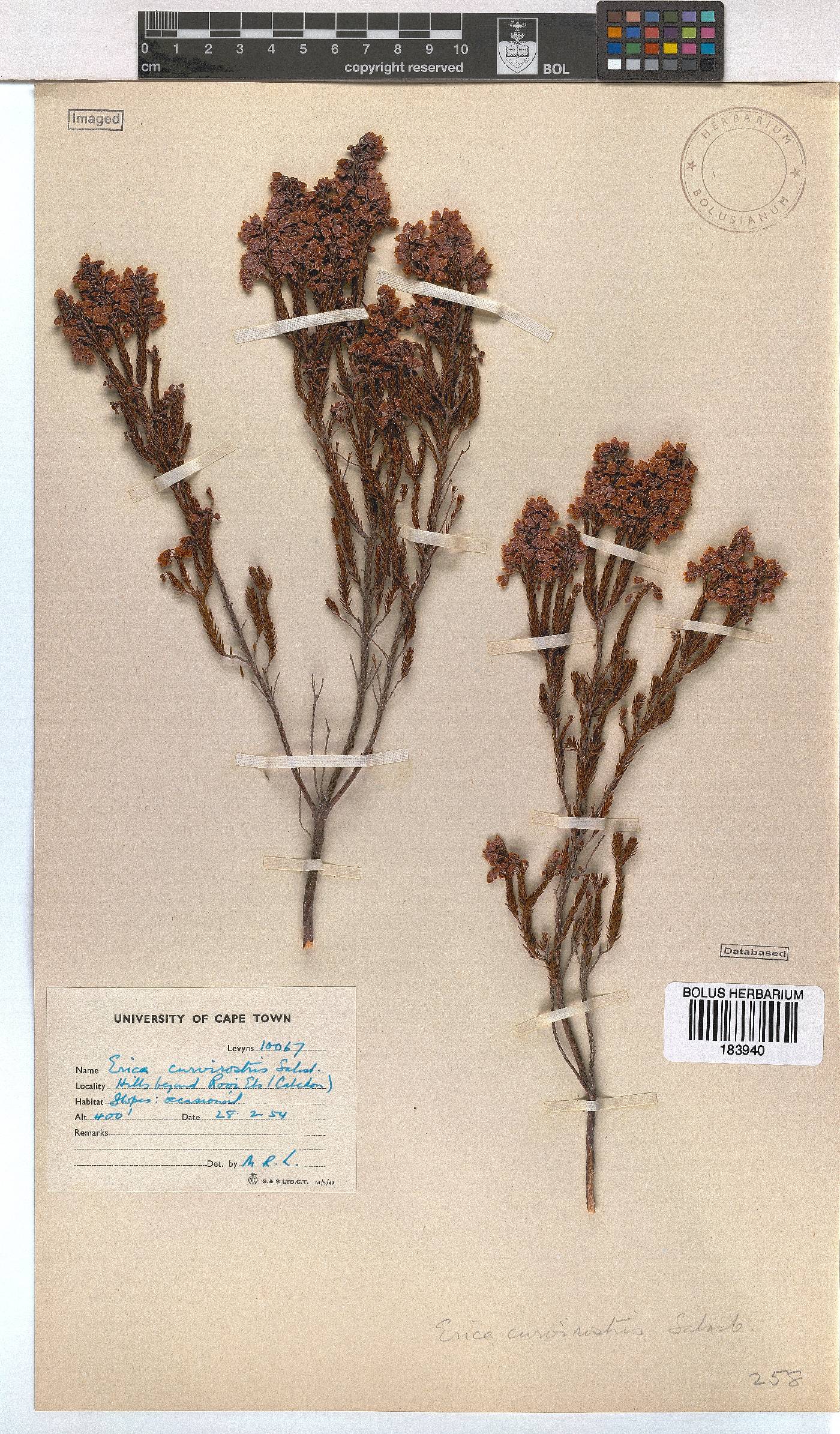 Erica curvirostris image