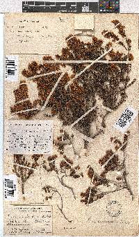 Erica curvirostris image