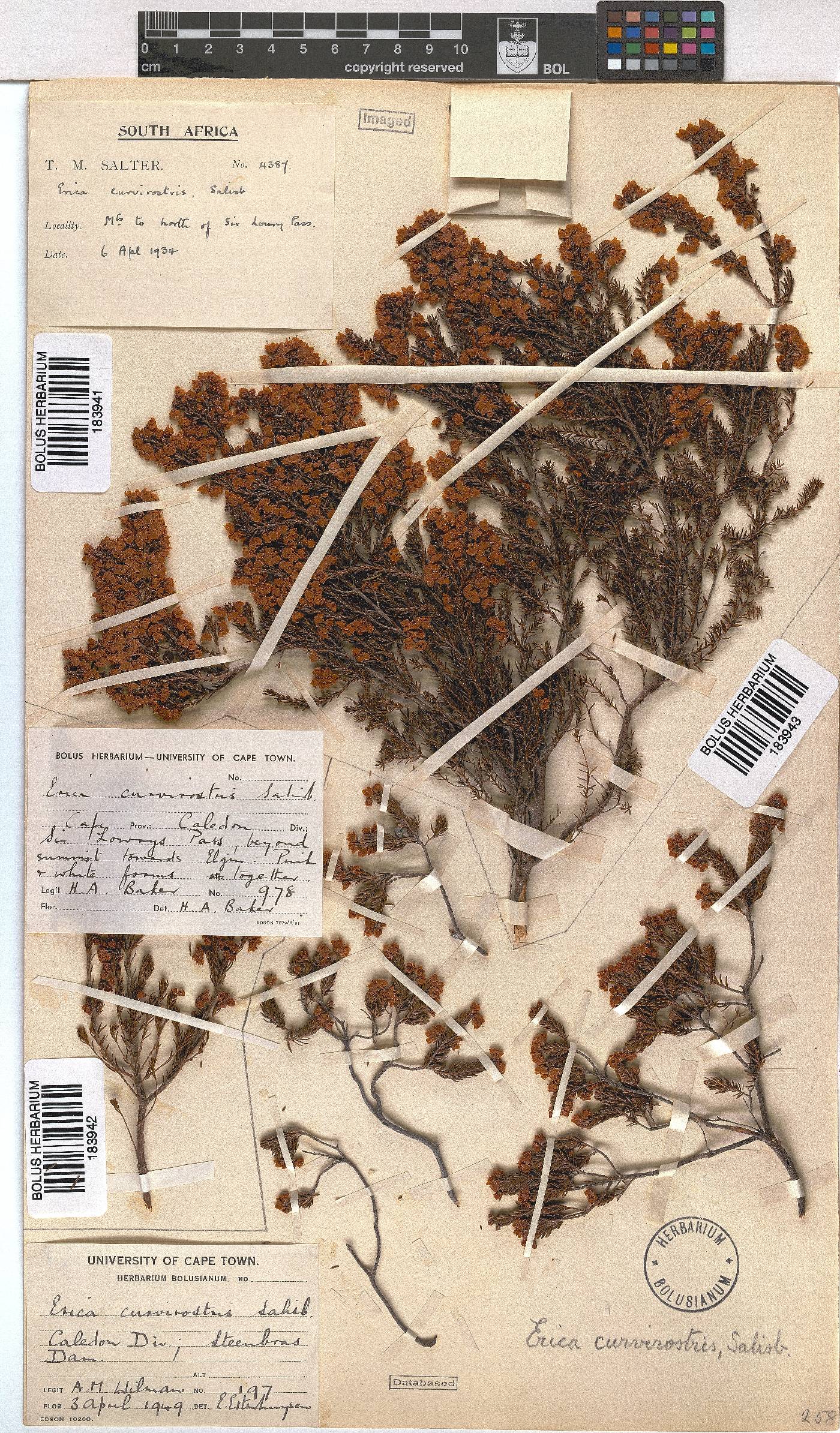 Erica curvirostris image