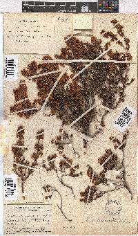 Erica curvirostris image