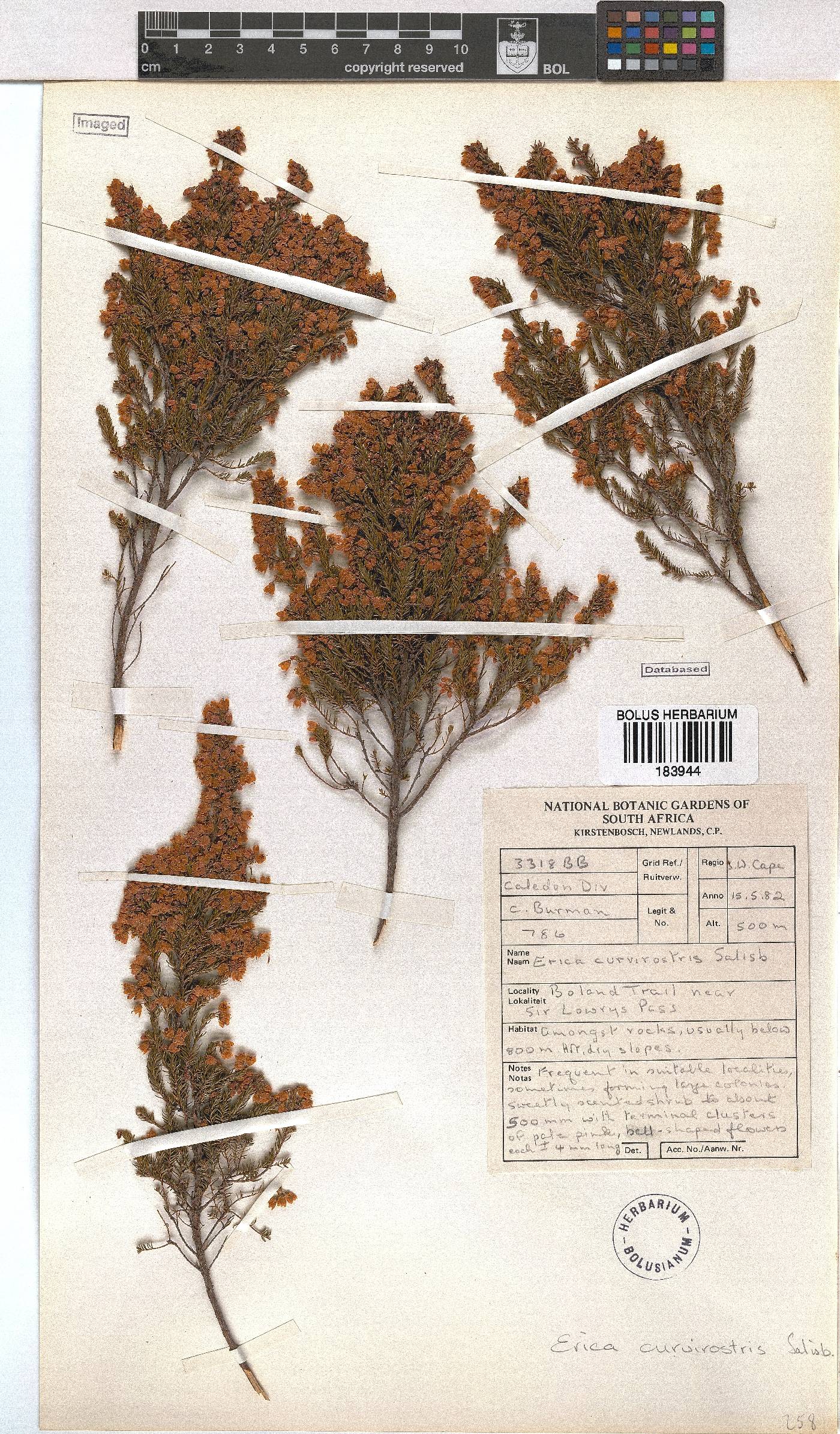 Erica curvirostris image